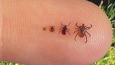 Photo of Kene, pikniği zehir etmesin